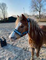 Kaptoom, Animaux & Accessoires, Chevaux & Poneys | Brides & Harnachement, Comme neuf, Enlèvement ou Envoi, Autres espèces