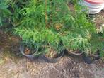 Coniferen, Tuin en Terras, Ophalen