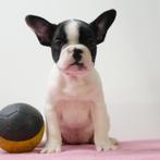 Franse Bulldog (teefjes) - Belgische pups te koop, Dieren en Toebehoren, CDV (hondenziekte), Meerdere, Teef, 8 tot 15 weken