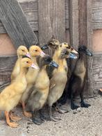 9 loopeenden kuikens, Sexe inconnu, Canard