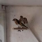 Kleine distelvinken te koop, Geringd