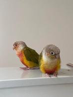 Pyrrhura's, Dieren en Toebehoren, Vogels | Parkieten en Papegaaien, Tam
