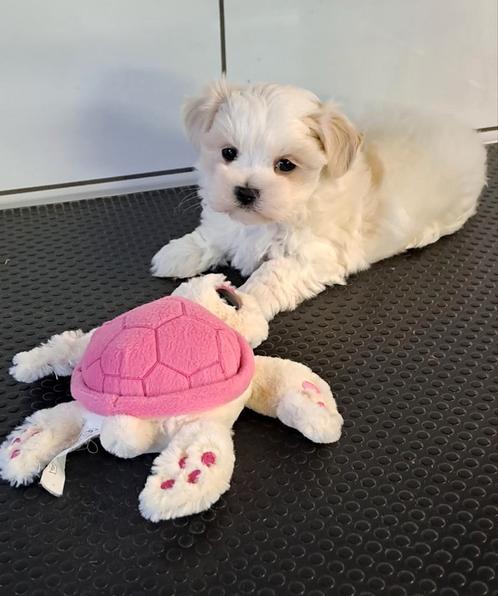 Mini Maltezer, Dieren en Toebehoren, Honden | Chihuahua's en Gezelschapshonden, Reu, Maltezer, Fokker | Professioneel, Meerdere