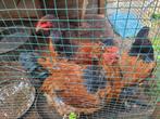 Brahma kippen te koop 20 euro per stuk, Dieren en Toebehoren, Meerdere dieren, Kip
