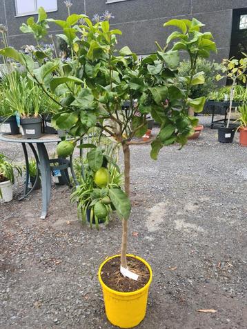 Citrus citroen  beschikbaar voor biedingen