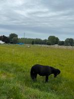Weide te huur, Dieren en Toebehoren, Stalling en Weidegang, Weidegang