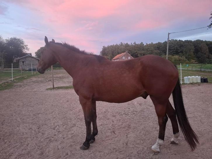 Recreatie paardje te koop, Dieren en Toebehoren, Paarden, Ruin