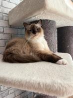 Lieve ragdoll poes met stamboom, Dieren en Toebehoren, Poes, Gechipt, 0 tot 2 jaar