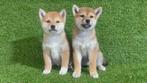 Shiba inu pups, Dieren en Toebehoren, 15 weken tot 1 jaar, Buitenland, Poolhond, Meerdere