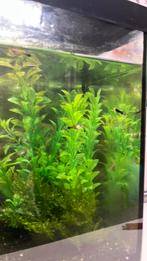 Meerdere Guppy’s, Dieren en Toebehoren, Ophalen