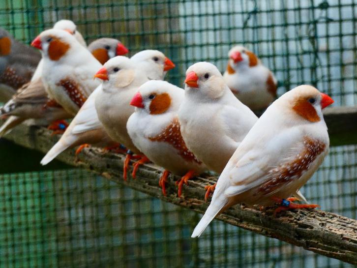 Laatste forse koppel zebravinken isabel en -verervend, Dieren en Toebehoren, Vogels | Overige Vogels, Geringd
