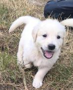 Golden Retriever pups, Dieren en Toebehoren, Golden retriever, België, CDV (hondenziekte), 8 tot 15 weken
