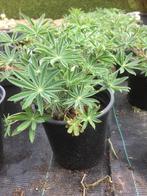 Lupinus The Governor (Kastellan), Tuin en Terras, Planten | Tuinplanten, Ophalen