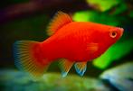 Ik zoek koraalplaty’s, Animaux & Accessoires, Poissons | Poissons d'aquarium, Poisson d'eau douce