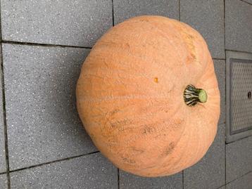 Eetbare pompoenen en sierfruit  beschikbaar voor biedingen