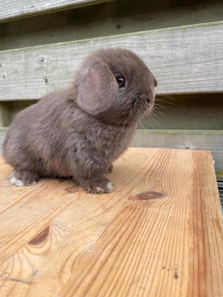 Prachtige minilops beschikbaar, Dieren en Toebehoren, Konijnen, Dwerg, Meerdere dieren, 0 tot 2 jaar, Hangoor