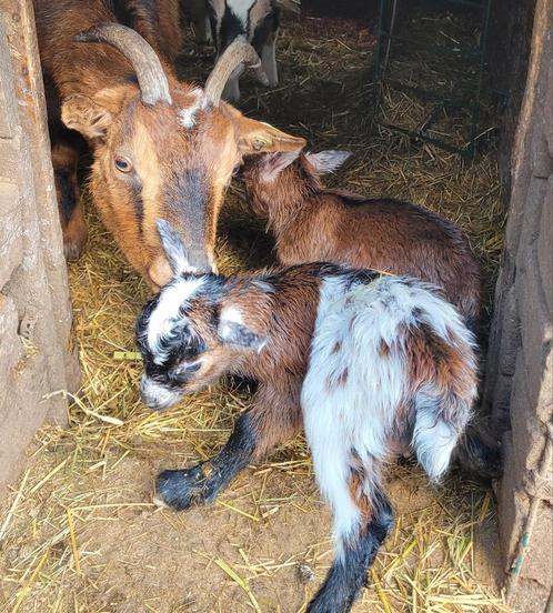 5 jonge dwerggeitjes te koop., Dieren en Toebehoren, Schapen, Geiten en Varkens, Geit
