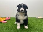 Nid pour chiots Border Collie