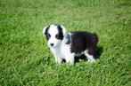 Border collie pups geboren op boerderij, Dieren en Toebehoren, België, Particulier, CDV (hondenziekte), 8 tot 15 weken