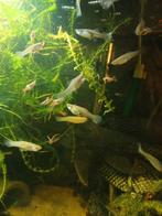 Waterpest en hoornblad, Dieren en Toebehoren, Ophalen