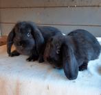 Jonge duitse hangoren zwart, Dieren en Toebehoren, Vrouwelijk, Klein, Hangoor, 0 tot 2 jaar