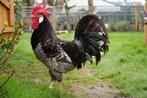 Bauw witgeparelde Anconahaan, Dieren en Toebehoren, Pluimvee, Meerdere dieren, Kip