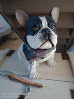 Decoratie hond in kunststof, zeer reële weergave, Enlèvement ou Envoi