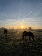 Pension Prairie Beigem, Animaux & Accessoires, Box & Pâturages