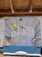 3 grasparkieten met kooi