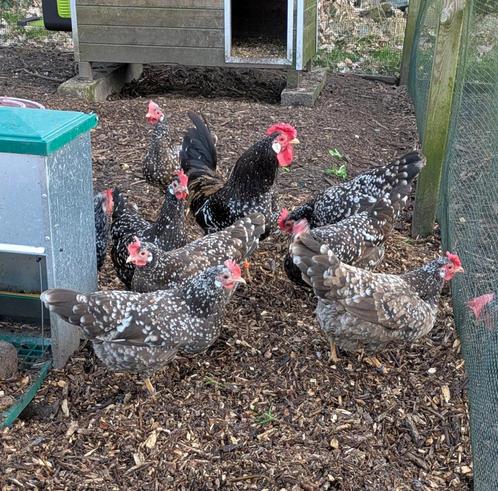 Broedeieren Anconakrielen, Dieren en Toebehoren, Pluimvee, Kip, Geslacht onbekend
