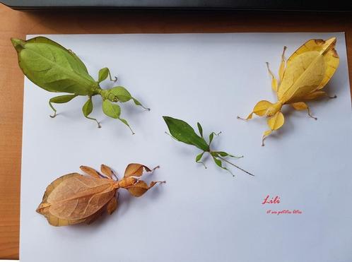 Wandelendeblad Phyllium letiranti, Dieren en Toebehoren, Insecten en Spinnen, Wandelende tak