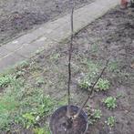okkernoten boom in knop in een pot en vergeet -me- nietjes, Tuin en Terras, Planten | Tuinplanten, Ophalen