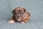 Old English bulldog pups, CDV (hondenziekte), Meerdere, Bulldog, 8 tot 15 weken