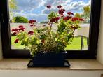 Stunning Flowering Plant – White & Red Blooms!, Tuin en Terras, Planten | Tuinplanten, Ophalen, Eenjarig, Halfschaduw, Vijverplanten