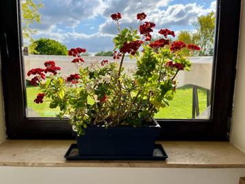  Stunning Flowering Plant – White & Red Blooms! beschikbaar voor biedingen