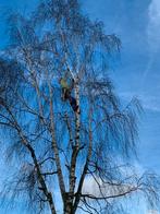 Vellen van bomen, Tuin en Terras, Planten | Bomen, Ophalen