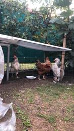 1 poulet Brahma et 4 poules pondeuses, Plusieurs animaux, Poule ou poulet