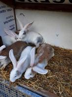 Duitse reuzen, Dieren en Toebehoren, Konijnen