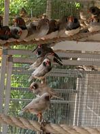 Zebravinken 2025, Dieren en Toebehoren, Vogels | Overige Vogels, Meerdere dieren, Tropenvogel, Geringd