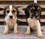 Beagle pups, België, Beagle, CDV (hondenziekte), 8 tot 15 weken