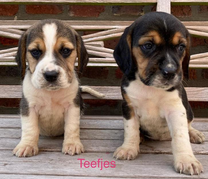 Beagle pups, Dieren en Toebehoren, Honden | Beagles, Bassets en Lopende honden, Beagle, Fokker | Professioneel, Meerdere, België