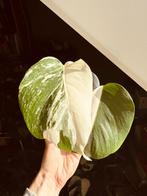 Monstera albo variegata (halfmoon), Ophalen, 200 cm of meer, Overige soorten, Halfschaduw