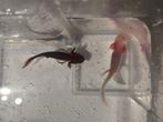 Axolotls, Ophalen, Nieuw
