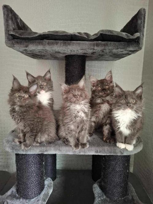 Maine coon kittens, Dieren en Toebehoren, Katten en Kittens | Raskatten | Langhaar, Meerdere dieren, 0 tot 2 jaar, Met stamboom