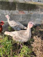 2 kalkoen hennen, Dieren en Toebehoren, Pluimvee, Vrouwelijk, Kalkoen