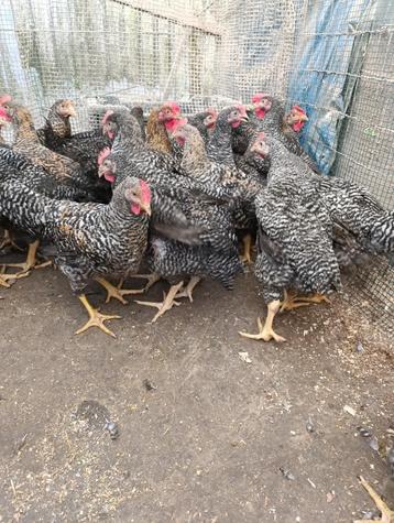 hollandse blauwe (koekoek ) vethaantjes 2.5 kg vanaf 5.5 E beschikbaar voor biedingen