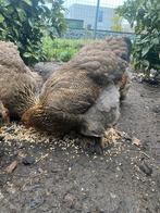 Brahma meerzomig patrijs hennen, Dieren en Toebehoren, Pluimvee