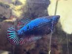 Jonge Betta vrouwtjes, Dieren en Toebehoren, Vissen | Aquariumvissen, Vis, Zoetwatervis