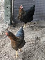 Zwarte legkippen, Dieren en Toebehoren, Pluimvee