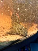 L114 Pseudacanthicus cf. leopardus, Dieren en Toebehoren, Vissen | Aquariumvissen, Vis, Zoetwatervis